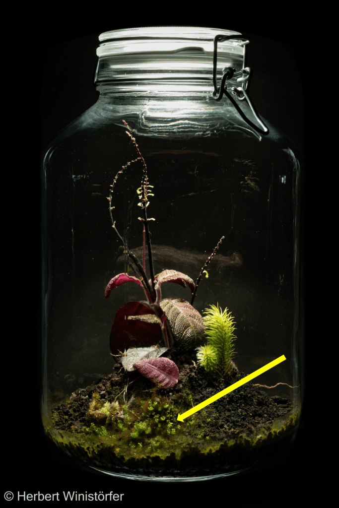 Container of 5 litres inspired by the flora of Borneo with Cosmianthemum sp., Huperzia squarrosa and different mosses; 10 May 2025, 5½ months after onset.