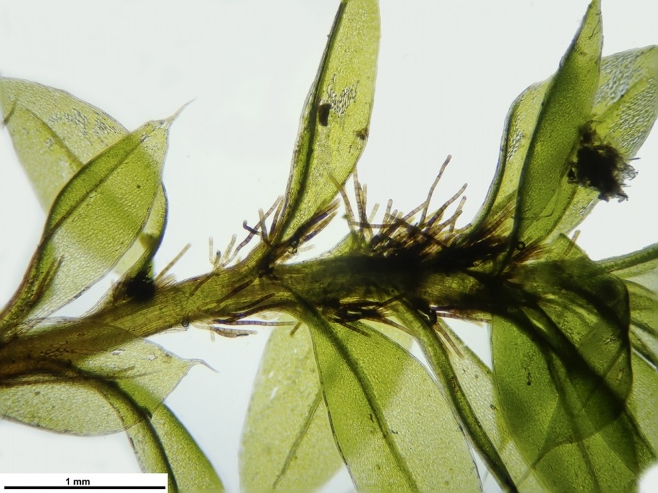 Ptychostomum moravicum (Podp.) Ros & Mazimpaka, from (top) left to (bottom) right: shoot with leaves and propagules in leaf axils; leaf; propagule. Image source: Pierre Boudier, published on Bryologia Gallica (2026), all rights protected, reproduced with kind permission from the author.