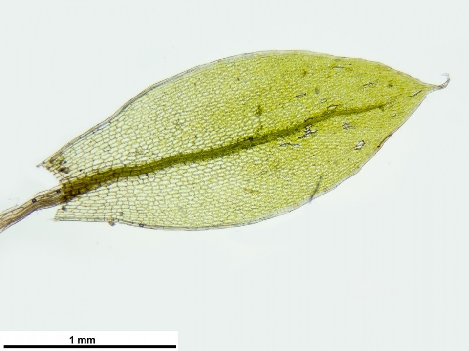 Ptychostomum moravicum (Podp.) Ros & Mazimpaka, from (top) left to (bottom) right: shoot with leaves and propagules in leaf axils; leaf; propagule. Image source: Pierre Boudier, published on Bryologia Gallica (2026), all rights protected, reproduced with kind permission from the author.