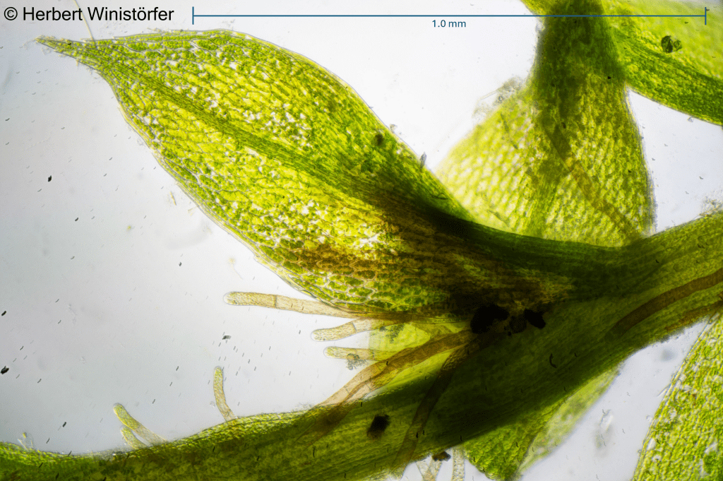 Bryum cf. moravicum in cultivation, from top left to bottom right: entire plants; entire leaf with propagules in leaf axils; rhizoids; leaf tip; leaf base; propagule; 08 February 2026.