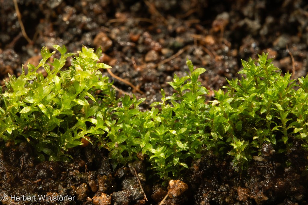 Bryum cf. moravicum in cultivation, from top left to bottom right: entire plants; entire leaf with propagules in leaf axils; rhizoids; leaf tip; leaf base; propagule; 08 February 2026.