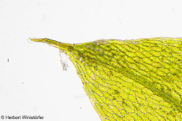 Bryum cf. moravicum in cultivation, from top left to bottom right: entire plants; entire leaf with propagules in leaf axils; rhizoids; leaf tip; leaf base; propagule; 08 February 2026.