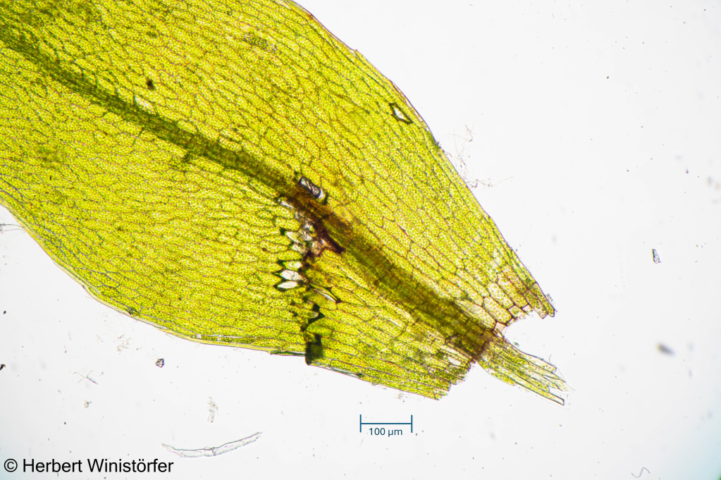 Bryum cf. moravicum in cultivation, from top left to bottom right: entire plants; entire leaf with propagules in leaf axils; rhizoids; leaf tip; leaf base; propagule; 08 February 2026.
