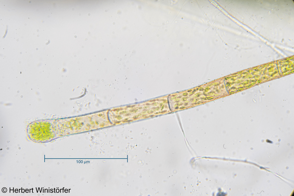 Bryum cf. moravicum in cultivation, from top left to bottom right: entire plants; entire leaf with propagules in leaf axils; rhizoids; leaf tip; leaf base; propagule; 08 February 2026.