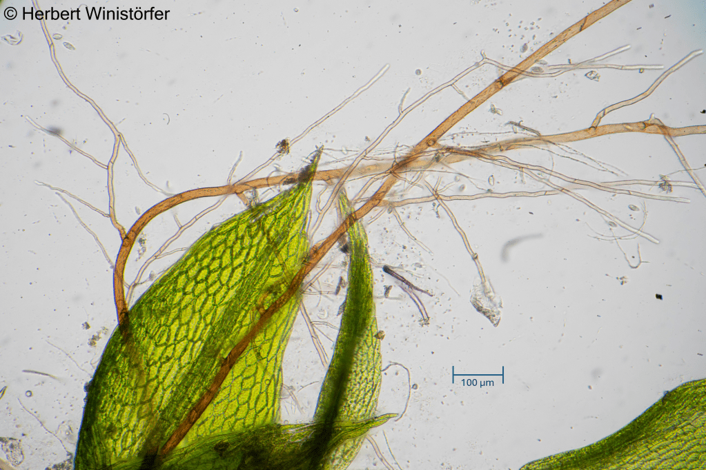 Bryum cf. moravicum in cultivation, from top left to bottom right: entire plants; entire leaf with propagules in leaf axils; rhizoids; leaf tip; leaf base; propagule; 08 February 2026.
