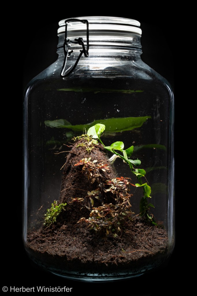 Container of 5 litres inspired by the flora of Panama with Triolena pileoides (foreground), Philodendron sp. 'Nano Panama' (right hand side) and Pleurothallis dressleri (left hand side); 26 November 2025, 1 month after onset.