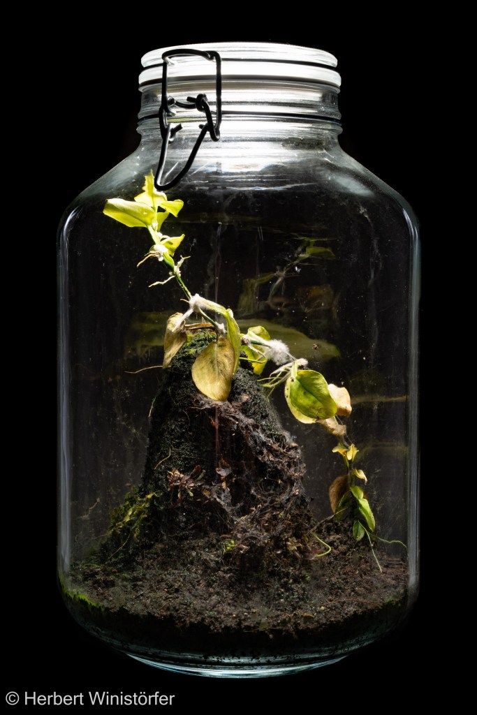 Container of 5 litres inspired by the flora of Panama with Triolena pileoides (foreground), Philodendron sp. 'Nano Panama' (right hand side) and Pleurothallis dressleri (left hand side); 29 April 2026, 6 months after onset.