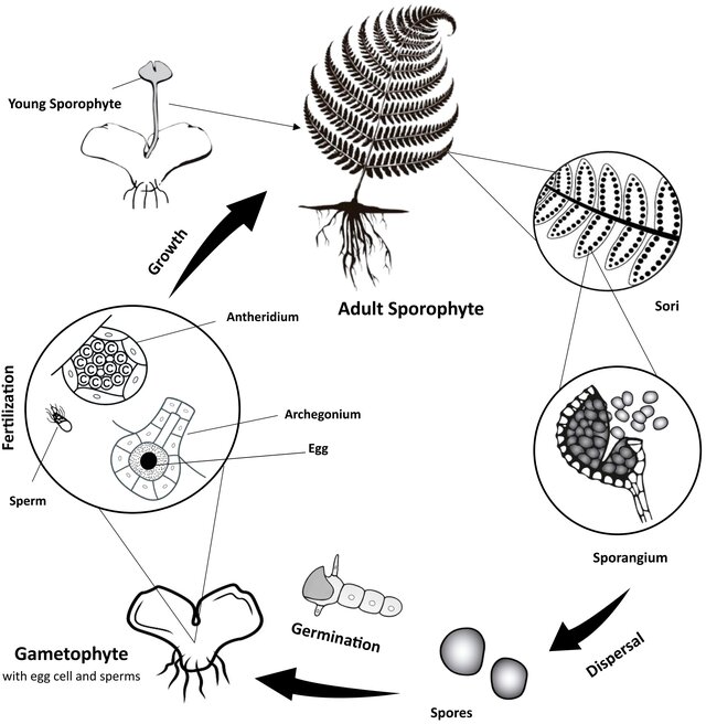 "Figure 2. Simplified view of fern life cycle, illustrating the two generations (sporophyte and gametophyte) and the spores, which represent the main focus of this review. Adult sporophyte leaves produce sori with sporangia full of spores. At maturity, the sporangia shed the spores. Spores germinate and produce the prothalli of the gametophyte. Within the gametophyte, fertilization takes place and a new young sporophyte emerges." (Firoozi e.a. 2025, Figure 2, licenced under CC BY 4.0)