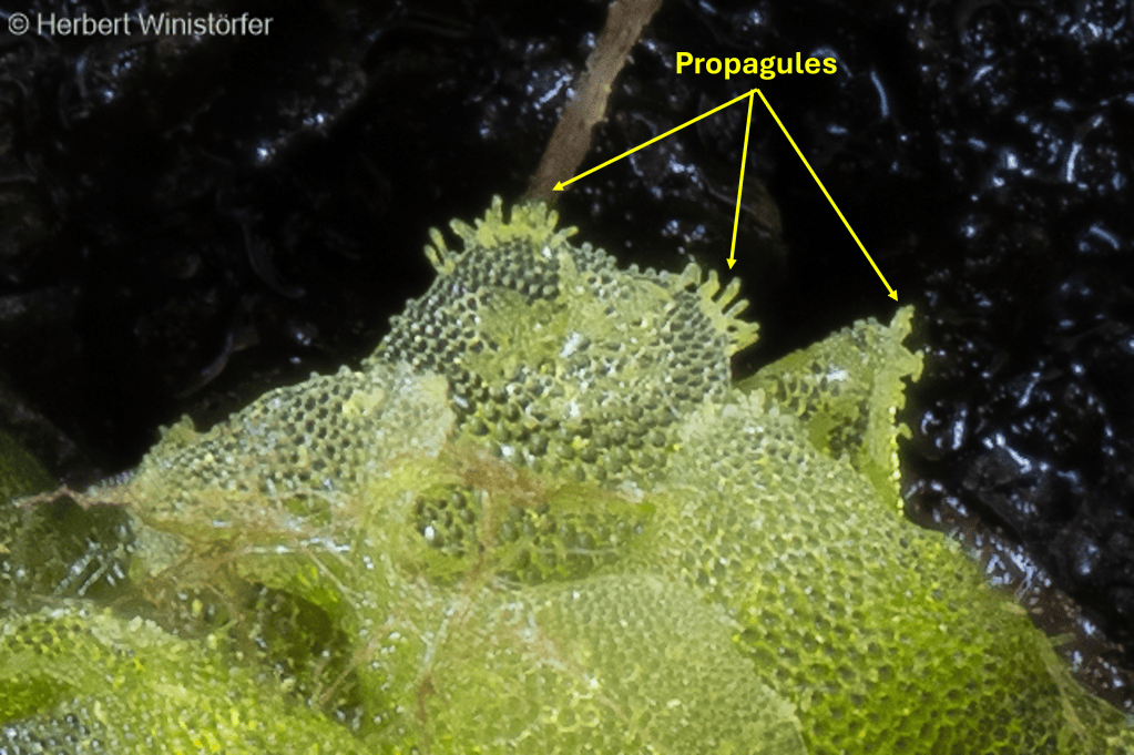Detail from the previous image thar shows the propagules formed at the borders of the prothallium; 13 June 2026.