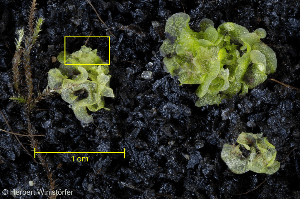 Cultivated fern prothalli grown in a sealed tray on a substrate made of lava sand, cocopeat and earthworm humus; 13 June 2026; the rectangle marked in yellow shows the section that is enlarged in the following image.
