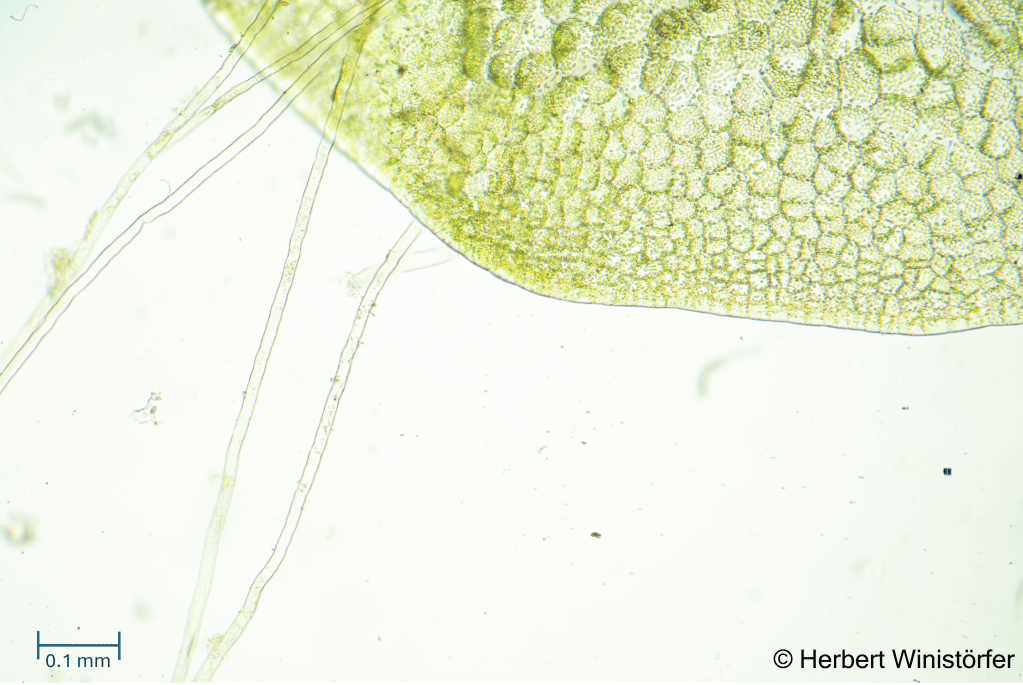 Thallus and rhizoids of the independent gametophyte observed with the transmission light microscope; 20 June 2026; image focus stacked from 76 single frames.