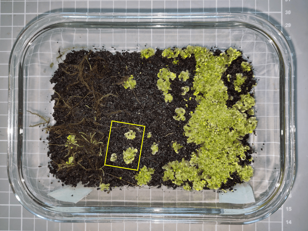 Cultivation of the independent fern gametophyte in a sealed tray on a substrate made of lava sand, cocopeat and earthworm humus; 15 June 2026, yy weeks after inoculation; the rectangle marked in yellow indicates the section enlargd in the following image.