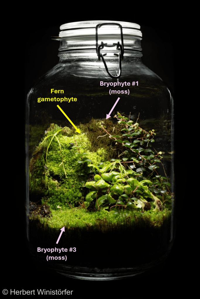 Container of 5 litres with, in addition to three vascular plants, two different mosses (moss #1, moss #3) and an independent fern gametophyte; 29 December 2025, 2 years after onset.