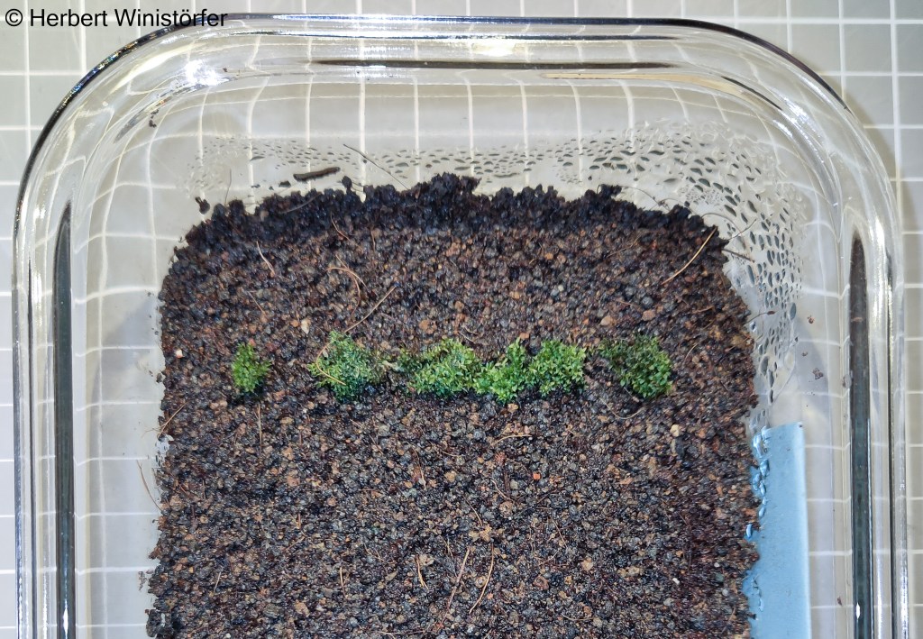 Start of cultivation of the moss in a sealed tray on a substrate made of lava sand, cocopeat and earthworm humus; 01 February 2026.