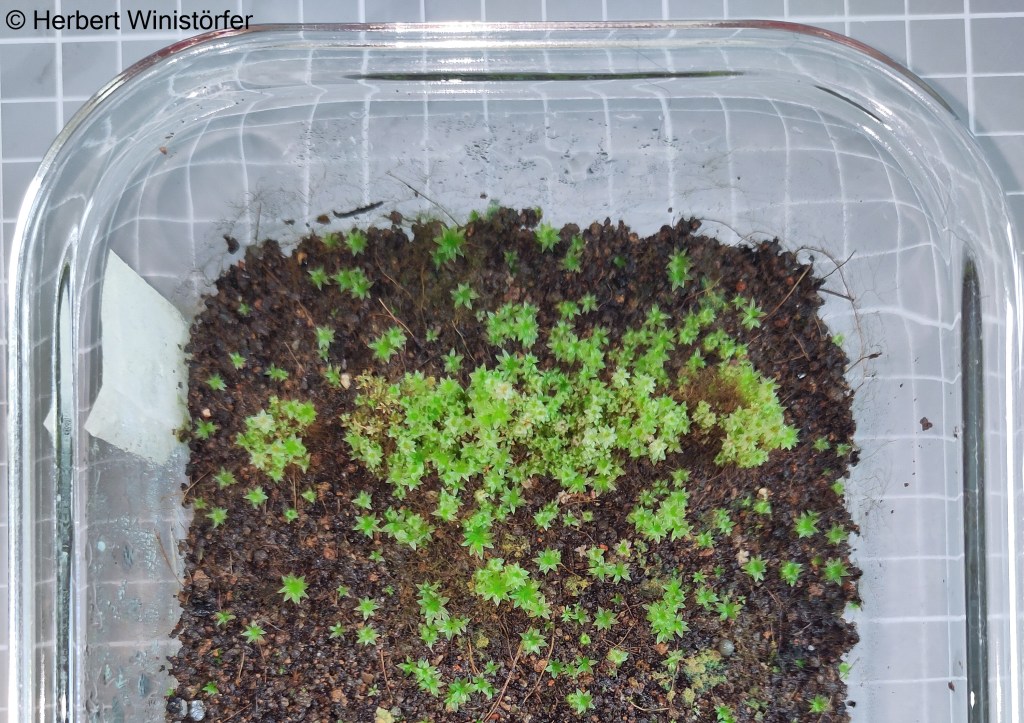 Spread of the moss in a sealed tray on a substrate made of lava sand, cocopeat and earthworm humus; 11 June 2026, 18 weeks after onset.