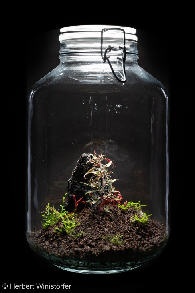 Centradenia inaequilateralis together with Selaginella erythropus and Selaginella microphylla in a container of 5 litres inspired by the flora of Costa Rica, 10 May 2025, 1 month after onset.