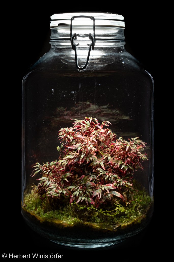 Centradenia inaequilateralis together with Selaginella erythropus and Selaginella microphylla in a container of 5 litres inspired by the flora of Costa Rica, 11 July 2026, 15 months after onset.
