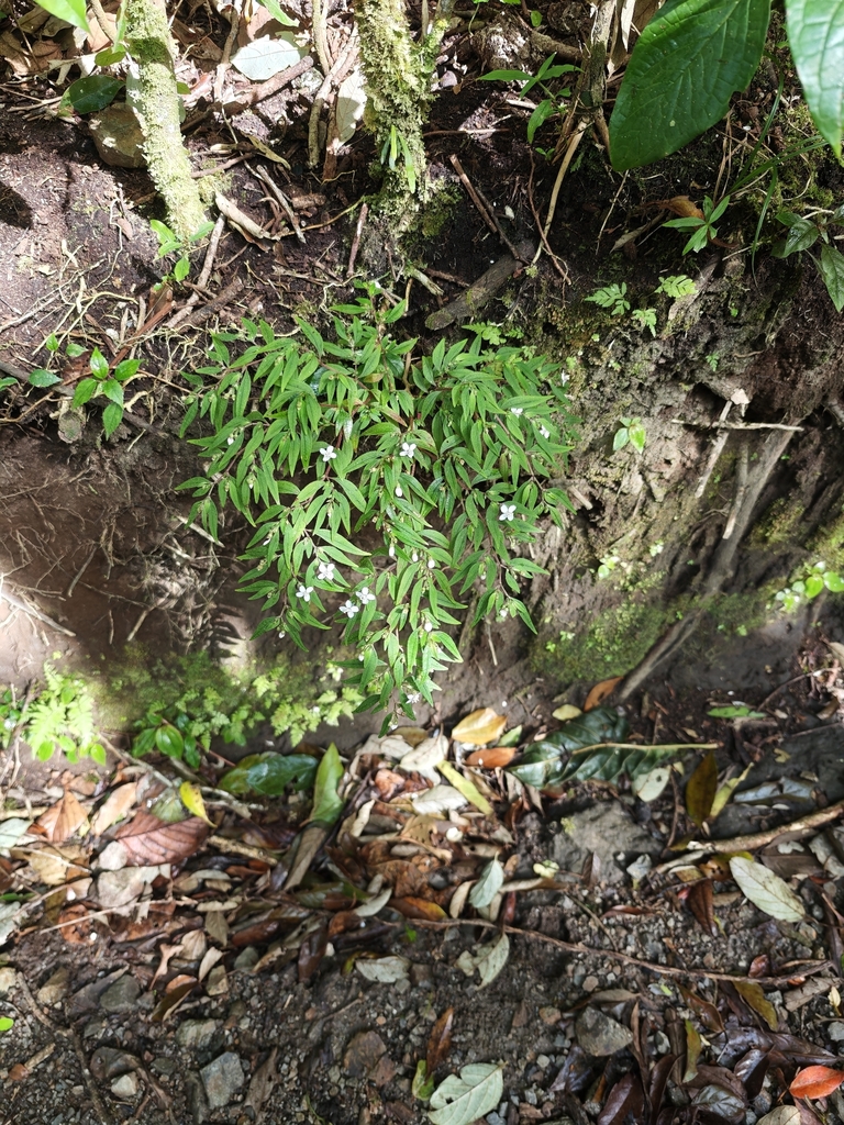 Centradenia inaequilateralis (Cham. & Schltdl.) G.Don observed in Monteverde, Costa Rica, in January 2026 by Álvaro Mínguez Velasco (licensed under CC BY-NC 4.0).