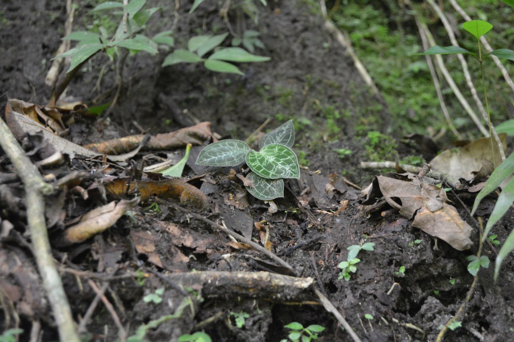 M. petola in its natural habitat, observed on August 2016 in the slopes of Mt. Merapi, Java, Indonesia; image source: maromadlon on  iNaturalist, licenced under CC BY-NC.