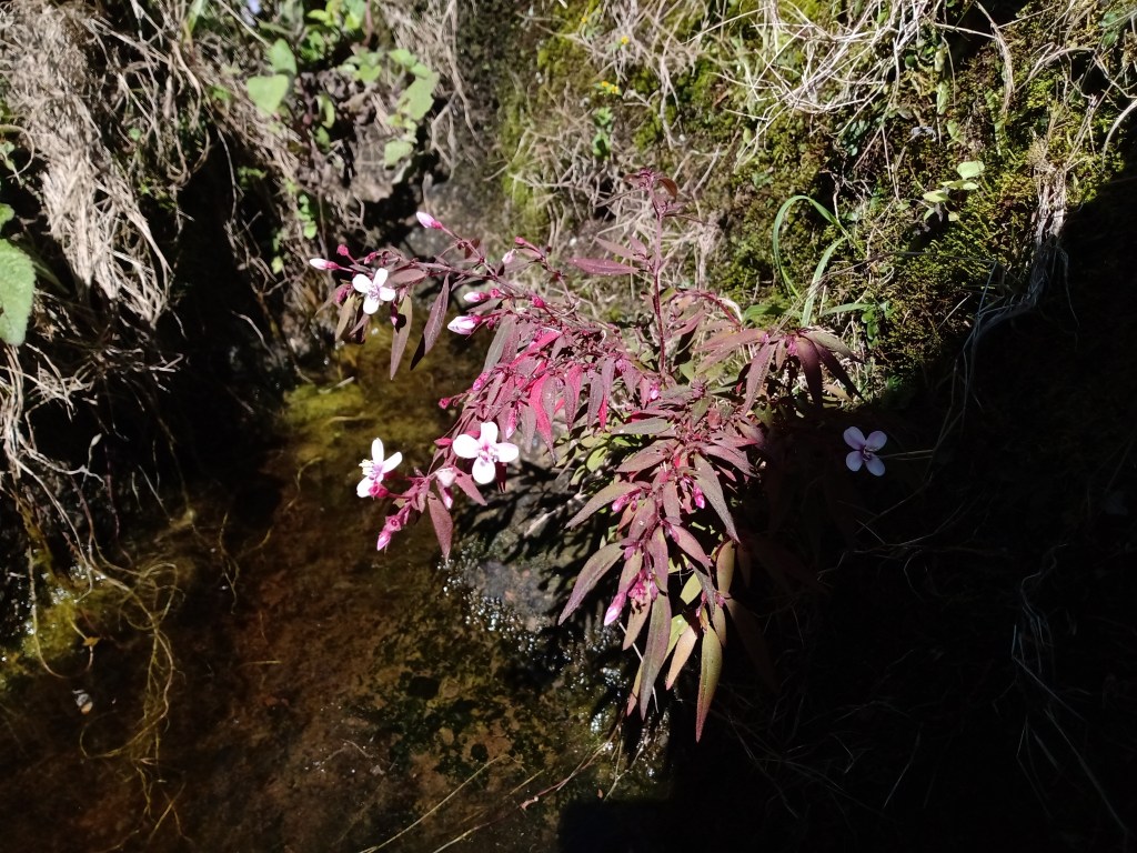 Centradenia inaequilateralis (Cham. & Schltdl.) G.Don observed in Teocelo, Veracruz, Mexico on 11 Feb 2024 by Sarahí Díaz-Mota (licensed under CC BY-NC 4.0).