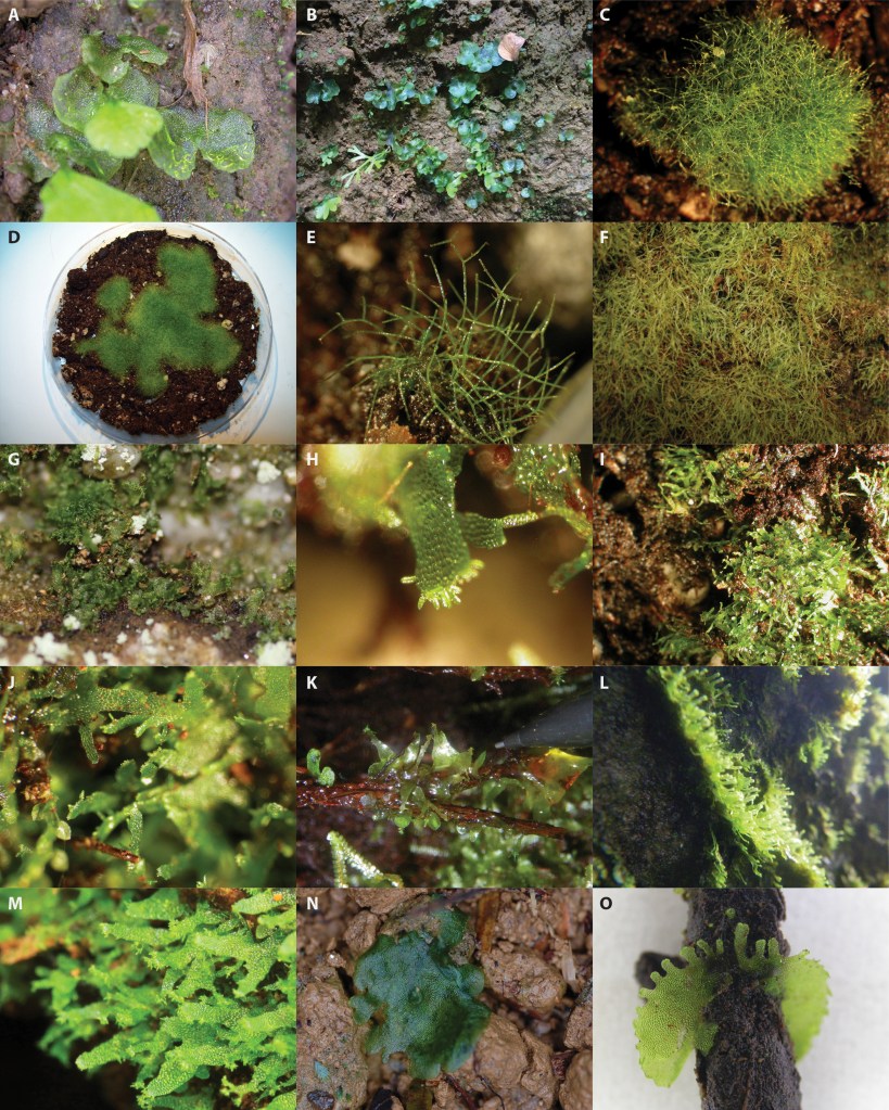 Fig. 1. Photographs illustrating the morphological diversity of fern gametophytes. A, B, Typical cordiform gametophytes (species unknown). The left-hand gametophyte has an emergent young sporophyte slightly out of focus in the foreground. C–E, Crepidomanes intricatum (Hymenophyllaceae). F, Hymenophyllum tayloriae (Hymenophyllaceae). G, Vittaria appalachiana (Pteridaceae). H–J, Hymenophyllum wrightii (Hymenophyllaceae). K, Callistopteris apiifolia (Hymenophyllaceae). L, Vaginularia paradoxa (Pteridaceae). M, Haplopteris heterophylla (Pteridaceae). N, Danaea nodosa (Marattiaceae). O, Anetium citrifolium (Pteridaceae). A, N, and O by J. E. Watkins Jr. B and F by E. Sessa. C–E and H–J by A. Duffy. G by S. Chambers. K and L by J. Nitta. M by C.-W. Chen. Image Source: Pinson e.a. (2017: fig. 1), all rights protected.
