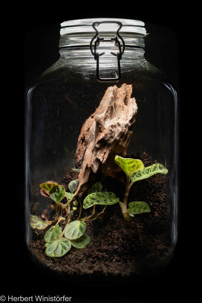 M. petola together with Begonia olivacea in a container of five litres; on 25 July 2025, one month after onset.