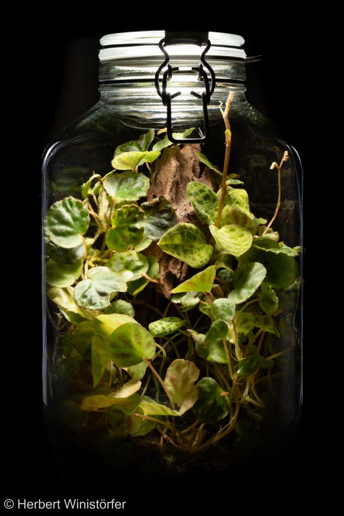 M. petola with two inflorescences, together with Begonia olivacea in a container of five litres; on 28 July 2026, 13 months afternoon onset.