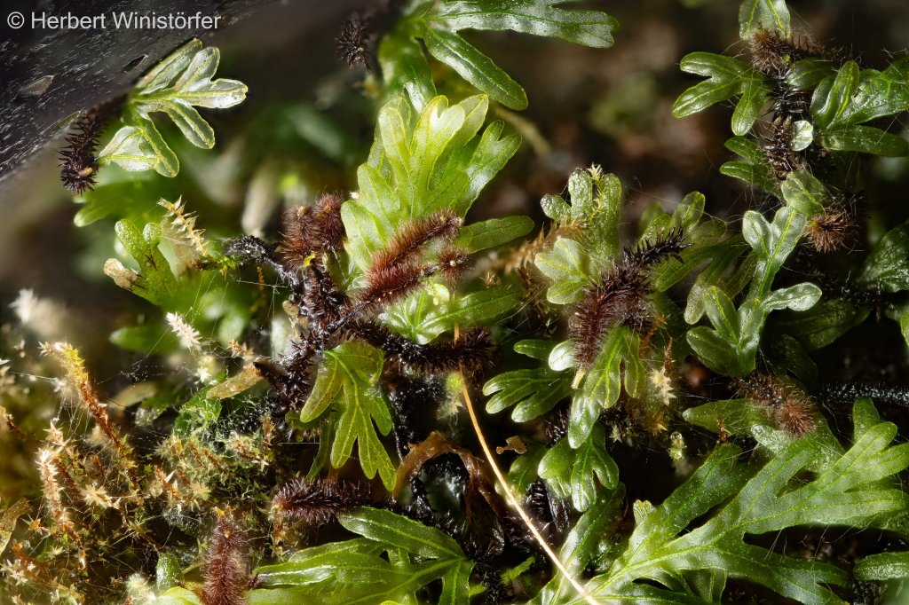 Non-identified filmy fern labelled Crepidomanes sp. 'Bormeo' with a long, creeping, conspicuously hairy rhizome; 30 August 2026, 10 months after a piece of rhizome was planted onto the substrate in a closed container; image focus stacked from 77 single frames.