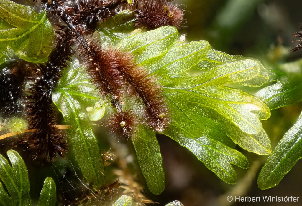 Non-identified filmy fern labelled Crepidomanes sp. 'Bormeo' with a long, creeping, conspicuously hairy rhizome; detail from the picture above.