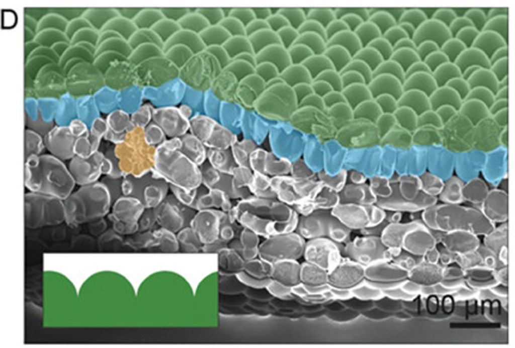 "Figure 1. Optical and morphological characterization of Macodes petola orchid leaves – [...]. D) Cryo-scanning electron microscopy (Cryo-SEM) image of a cross-section portion of the leaf showing round cells in the upper epidermis. False color green, blue, and orange overlays highlight upper epidermal cells, palisade cells, and the vascular bundle, respectively. Inset shows a schematic representation of the cells morphology and packing in the upper epidermis. [...]." Image source: Guidetti and Omenetto 2024, reproduced with kind pwermission from John Wiley & Sons, Inc; all rights reserved.