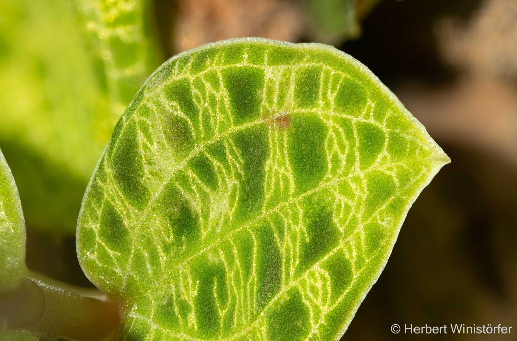 Leaf of M. petola photographed through the open lid of the hermetosphere; on 02. August 2026; image focus stacked from 100 single frames.