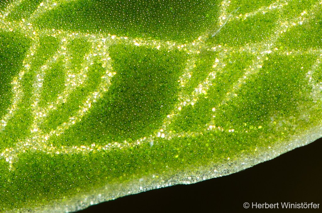 Detail of a leaf of M. petola showing the sparkling effect created when light falls on it; photographed through the open lid of the hermetosphere; 02. August 2026; image focus stacked from 100 single frames.