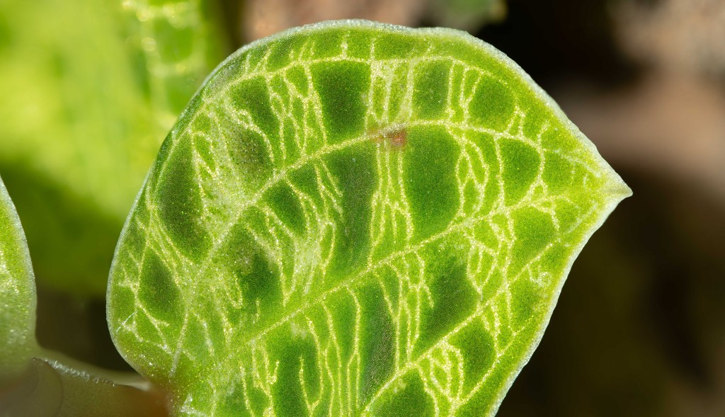 A leaf like precious, woven&nbsp;silk