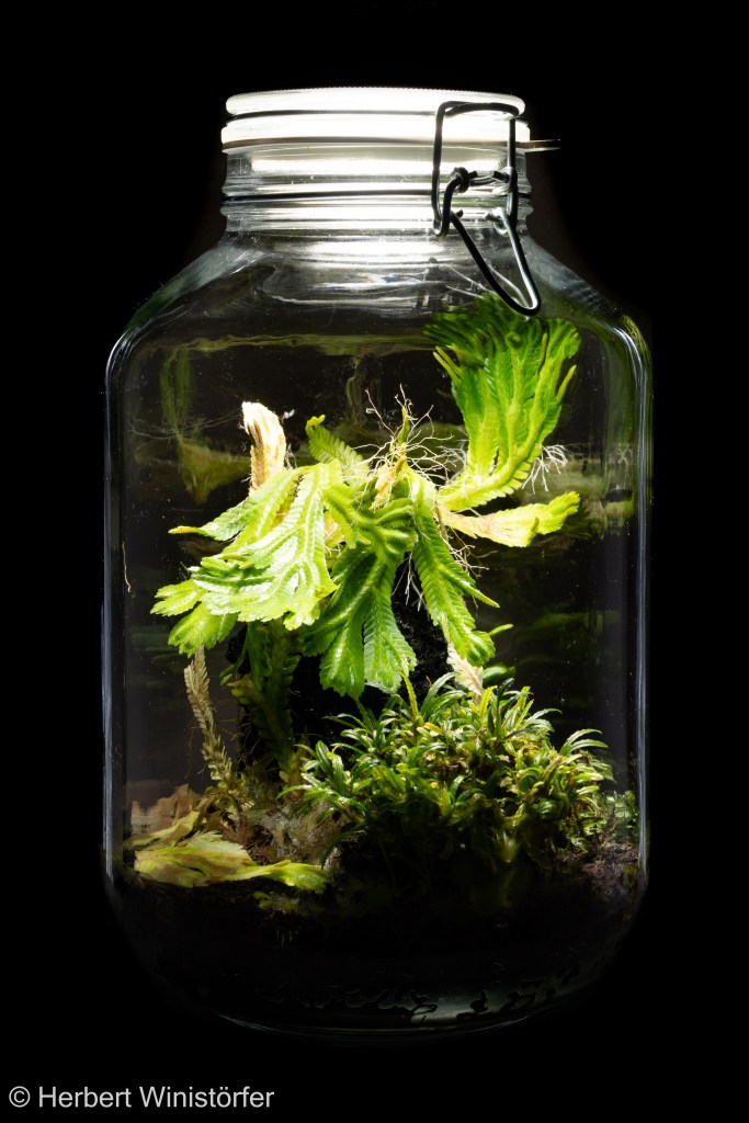 Container of 5 litres inspired by the flora of Borneo; on 12 September 2026, 13 months after onset; final setting for Bucephalandra cf. belindae, together with Selaginella brooksii.