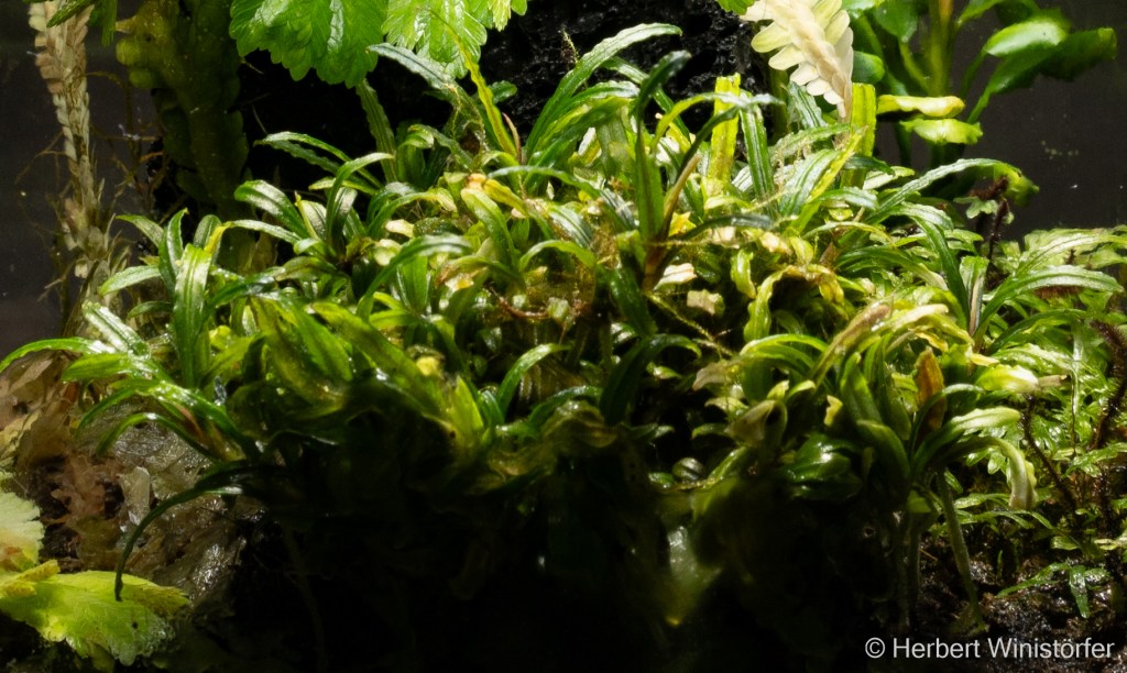 Bucephalandra cf. belindae on 12 September 2026,  the same portion as pictured above; 23 months after initial onset and for 13 months in the new setting.