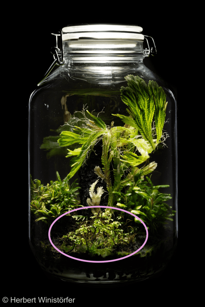 Container of 5 litres inspired by the flora of Borneo with non-identified filmy fern labelled Crepidomanes sp. 'Bormeo' (pink circle), Selaginella brooksii, Bucephalandra cf. filiformis and Bucephalandra sp.; 12 September 2026, 10 months after onset.
