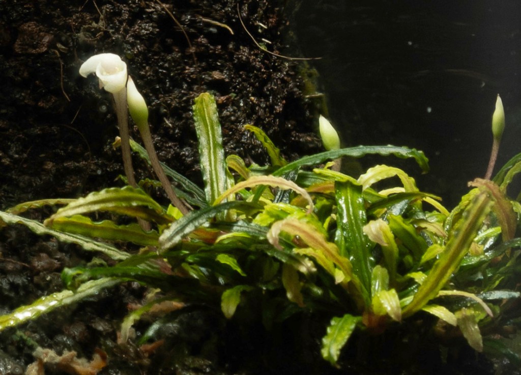 Bucephalandra sp.?